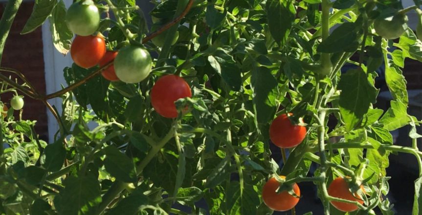 Tomato plants